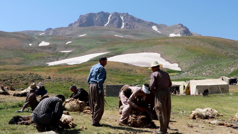 فصل پشم‌چینی گوسفندان در کوردستان